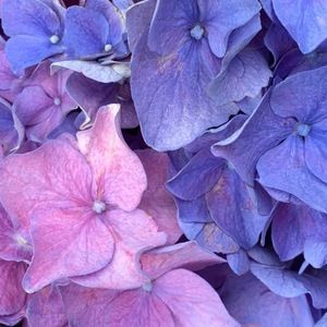 Meet your Posher, Raelyn